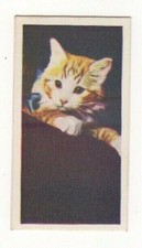 National Pets 1961. #34 Tabby Cat