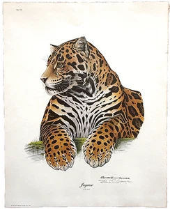 Stampa Richard Evans Younger Edizione Limitata "Jaguar" 20" X 16" - Foto 1 di 4