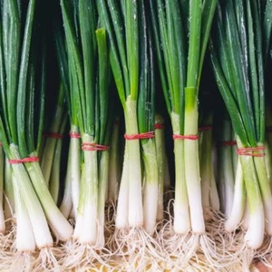 SPRING ONION Straight Leaf 150+ Seeds HEIRLOOM Vegetable Garden - Picture 1 of 1