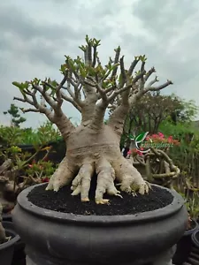 Bonsai Adenium Arábicum Godji mejor personaje obesidad bonsai - Imagen 1 de 3