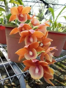Orchid Orchidee Orquídea Monnierara Jumbo Delight Orange Diamond (13 L) - Bild 1 von 6