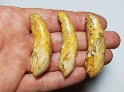 Lot of 3 Large Fossil Cave Bear Incisor Teeth Romania Austria Mammal Tooth HA - Image 1 of 3