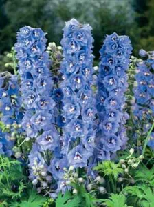 50 Delphinium Seeds Magic Fountain Blue Sky White Bee Flower Seeds PERENNIAL - Picture 1 of 1