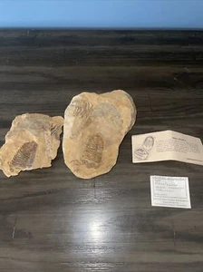 HUGE DETAILED SPLIT PAIR TRILOBITE FOSSIL Two Specimens Morocco Extinct Marine - Picture 1 of 11