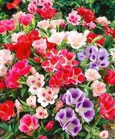 Seeds Jerusalem Cherry Christmas Plant Pot Flower Annual Outdoor Garden Ukraine
