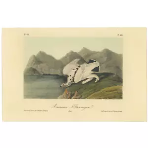 Audubon Birds Octavo 2nd Ed 1856 h/c Lithographie Pl 300 American Ptarmigan - Bild 1 von 2