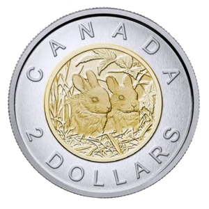 🇨🇦 Very Rare Canada Two Dollars $2 Coin Toonie, Baby RABBITS, Specimen, 2014 - Picture 1 of 2