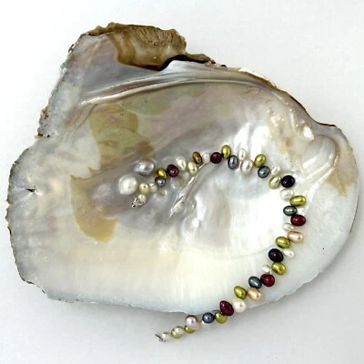 Beautiful Hawaiian Rainbow Freshwater Pearl Bracelet - Image 1 of 4
