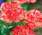 30+ Orange Shrebett Chabaud Carnation / Perennial Flower Seeds