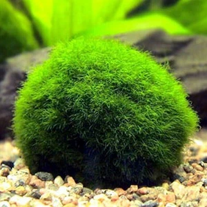 Marimo Moss Ball Cladophora Live Aquarium Plant Fish Aquarium 4-5cm - Picture 1 of 2
