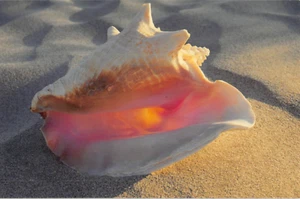 Postal: Concha de caracola gigante, 4x6, sin publicar - Imagen 1 de 2