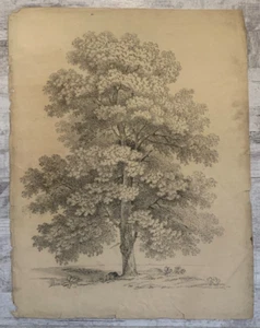 Etude d'arbre à la Mine de Plomb Ecole de Fontainebleau datée 1829 France - Picture 1 of 13