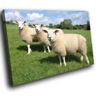 A130 Green White Sheep Tree Funky Animal Canvas Wall Art Large Picture Prints