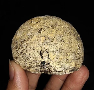 ¡INCREÍBLE AMONITA!!! FÓSIL TRIÁSICO JUVAVITES DE TIMOR, INDONESIA, 54MM - Imagen 1 de 8