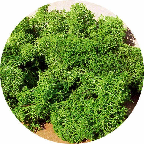 HEKI 3210 Islandmoos hellgrün 30 gram (100gr.  13,33 €) NEU - Bild 1 von 1