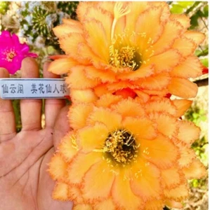 Planta suculenta de cactus alta de 6-7 cm para decoración de jardín y hogar - Imagen 1 de 6