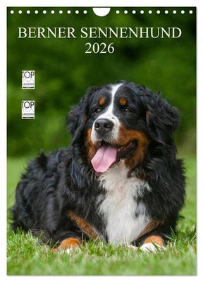 Berner Sennenhund 2026 (Wandkalender 2026 DIN A4 hoch), CALVENDO Monatskalender - Bild 1 von 4