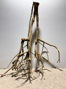 Talawa Wurzel XXL ähnlich Moorwurzel, Moorkien,Mangrove #648 L57 x T30 x H66 cm - Bild 1 von 12