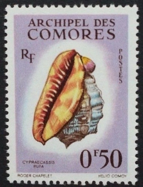 COMORO ISLANDS 1962 Sea Shells 50c ONLY. Set of 1. Mint Never Hinged. SG23. - Image 1 of 1