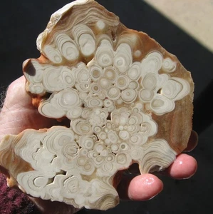 rle HÖHLE ONYX PLATTE, KOKOWEEF, KALIFORNIEN 5,5" x 4,5" x 0,30" TALAKTIT DISPLAY - Bild 1 von 3