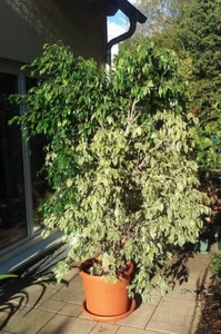 Prächtige, liebevoll gepflegte, zweifarbige Birkenfeige „Ficus Benjamina“ - Bild 1 von 2