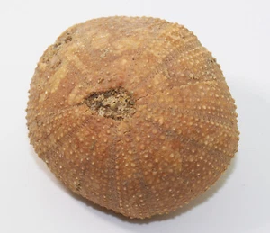 Seeigel, Schizechinus serialis, Tertiär, Pliozän, Almeria, Spanien -eb5937 - Picture 1 of 9