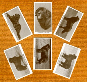 NEUFUNDLAND SET MIT SECHS BENANNTEN HUNDEN SAMMLERKARTEN HANDELSKARTEN TOLLES GESCHENK - Bild 1 von 1