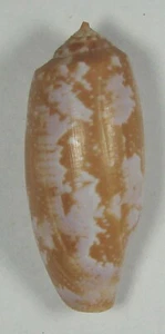 CONUS OBSCURUS 31.75mm SUPER CHOICE SPECIMEN Makua Ledge, Oahu, HI - Picture 1 of 2