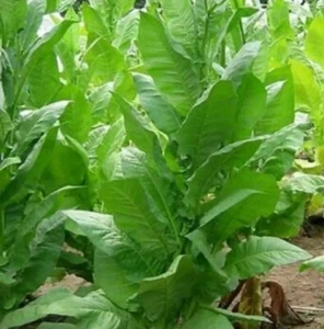 100.000 Semillas Tabaco Rubio Golden Virginia Seeds 10 gramos - Imagen 1 de 2