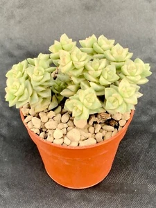 Crassula Tom Daumen Bunt Topf Ø 5,5 - Bild 1 von 1