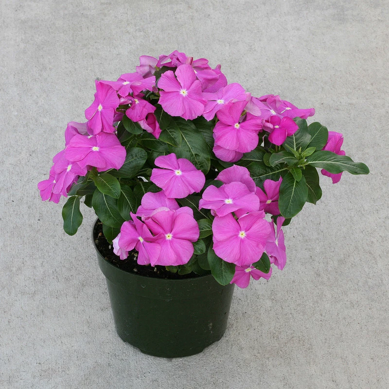 Vinca Seeds Cobra Orchid With Eye 25 Seeds Flower Seeds - Image 1 of 2