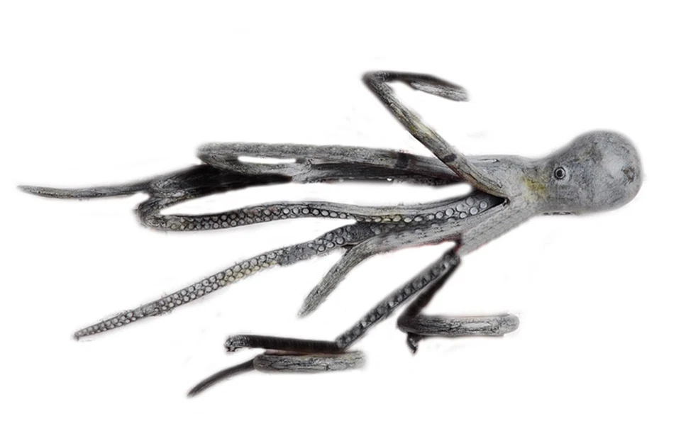 Soporte para maceta colgante de pared pulpo con 4 macetas Foto 1 de 3