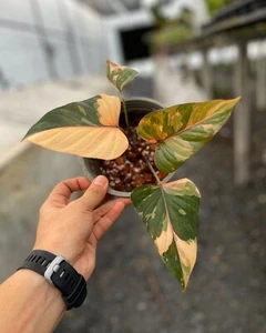 Homalomena Pink Diamond Variegated + phitosanitary - Picture 1 of 3