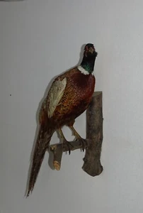 Fasan Präparat aus einer alten Sammlung eines Jägers - Bild 1 von 6