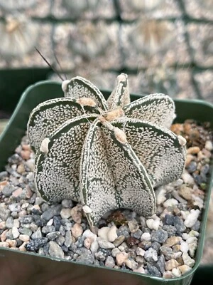 Astrophytum Capricornio sin espinas - Planta de cactus vivo rara para coleccionistas Foto 1 de 4