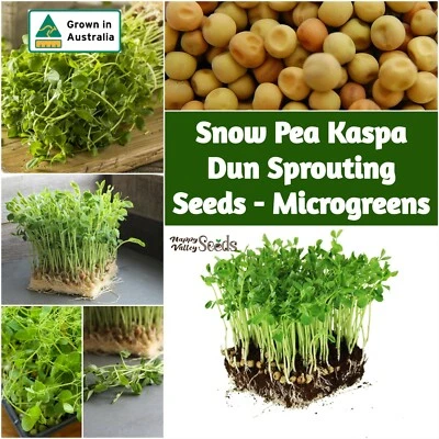 SNOW PEA Kaspa Dun SPROUTING SEEDS 200g-2kg sprouts MICROGREEN snowpeas sprout - image 1 of 4