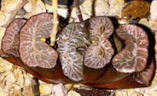 New listing
Haworthia Truncata Congesta L-1. X Truncata Nerves. 25 Seeds