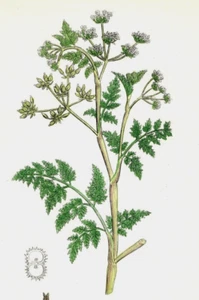 1860's John Sowerby Hand Colored Botanical Print Common Chervil K1D - Imagen 1 de 3