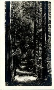 Cartolina RPPC pini da sentiero boschivi luce filtraggio attraverso alberi non pubblicata prima del 1930 - Foto 1 di 2