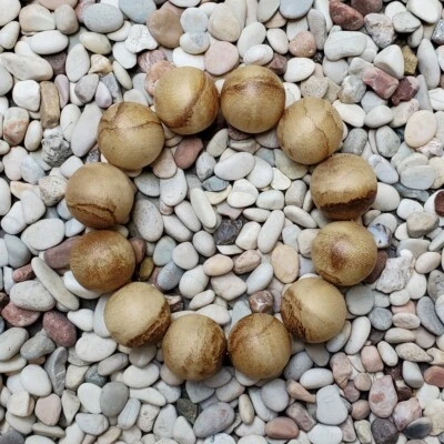 Nice 20 MM Papua Aquilaria Agarwood Bracelet 12 Grams Aloeswood 12 Beads #55 - Image 1 of 4