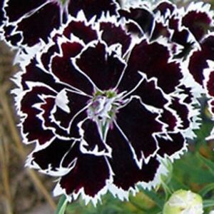 Dianthus- Heddewigii- 25 Seeds- BOGO 50% off SALE