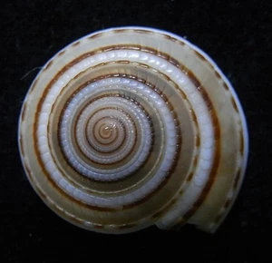 seashell Architectonica modesta 17-20mm Gem/F+++ - Picture 1 of 3