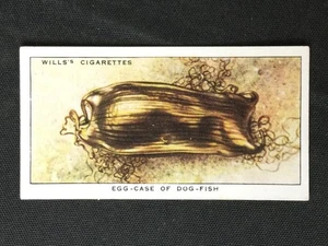 1938 Wills's The Sea-Shore #5 Egg-Case Of Dog-Fish Excellent - Picture 1 of 2