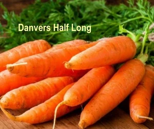 Royal Chantenay, Danvers Half Long & Scarlet Nantes Carrot Seeds –Sweet Heirloom - Bild 1 von 7