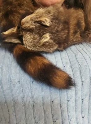 Cuello Bufanda Piel Mapache Años 20 Raro, Hermoso Estado, Cierre Clip. Foto 1 de 4