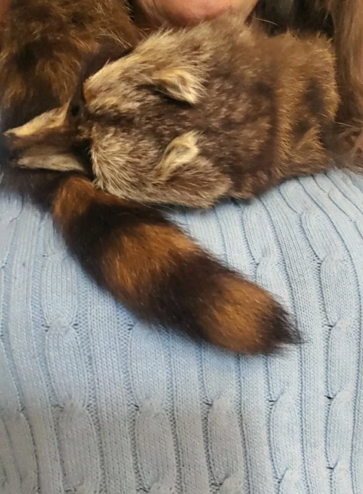 Cuello Bufanda Piel Mapache Años 20 Raro, Hermoso Estado, Cierre Clip. Foto 1 de 4