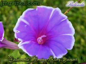 Rabenda Japanese Morning Glory 6 Qty - Picture 1 of 6