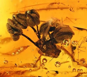 Blühende Eichenblume, fossile Einbeziehung in Ostseebernstein - Bild 1 von 5