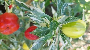 Mini Bell Sweet Pepper Variegado - Pimientos de campana - 5+ semillas - semillas - aprox. 086 - Imagen 1 de 3