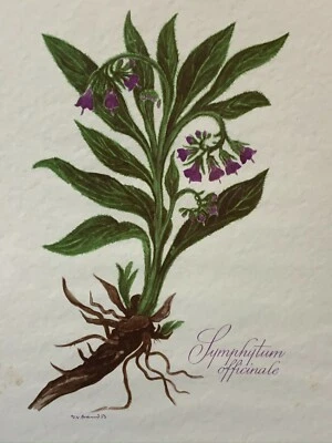 FARB DRUCK LITHOGRAPHIE PFLANZE SYMPHYTUM OFFICINALE GESAMTABMESSUNGEN 22x31cm - Bild 1 von 4
